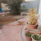 كلبه لتبني