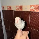 ببغاء زور اليف