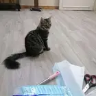 قطة منقذة للتبني