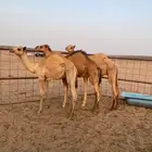 قعدان العدد 3 للبيع