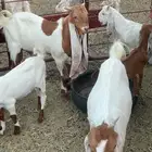 تيوس للبيع