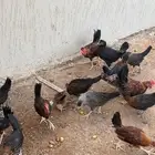 للبيع للبيع دجاج رقم العرض( 1)