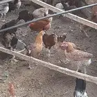 دجاج بياض وديوك