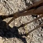بكره حمرا للبيع جزر