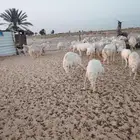 غنم حريت عدرتلي 43