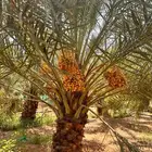 مزرعه