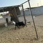 عنز وشحا معها تيس تم البيع تم البيع