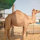 الجبيل قعود للبيع 4250