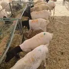 بربري وسواكن تربيه 3 شهور بافضل سعر