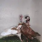 طبه كوري