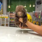 توي بودل شوكليت toy poodle