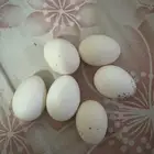 بيض فيومي المنيوم للتخصيب او الاكل