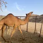 بكره سمين
