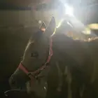 للبيع فرس شعبية معها مهر