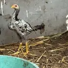 ديك باكستاني