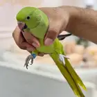 ذكر دره اليف