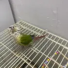 كنيور للبيع