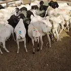 برابر و تيوس مرابي متعوب عليه فرصة لأصحاب الحلال