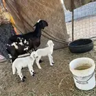 ساكنية معها ثنين