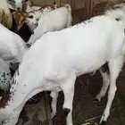 غنم بلدي