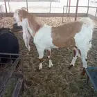 فحل هولندي ثني