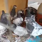 حمام باكستاني طبات