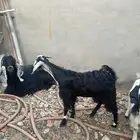 جفرتين عوارض للبيع