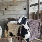للبيع ضان وحده حريه وحده بلديه
