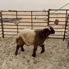 ذبايح نعيم بريه