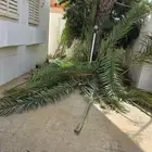 سعف نخيل بلجرشي الحمران