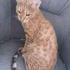 انثى بنقالي للبيع