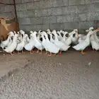 بط بكيني للبيع