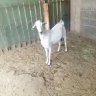 للبيع عنز جنوبيه سديس