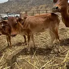 عجلة عمرها 5 شهور الموقع غرب محايل التواصل واتس