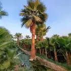 نخل واشنطني نخيل واشنطن