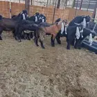 فحول عوارض جذعات صنف الصنف