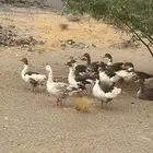 وز للبيع