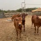 القنفذه الجميعات