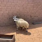 للبيع خرفان طيبات فل شحم وجبر تم البيع