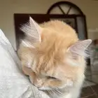 قط للتبني شيرازي