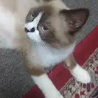 قطه