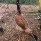 طقم شامو ألماني للبيع