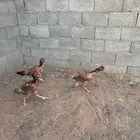 دجاج بكستاني