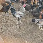 ديك بلدي فخم