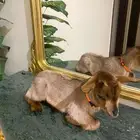 ماعز قزم شبيه الغزال