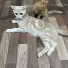 قطط للتبني حي الضاحيه