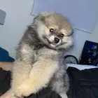 Pomeranian