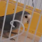 للبيع طيور
