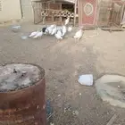 دجاج رومي