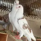 حمام للبيع او للبدل